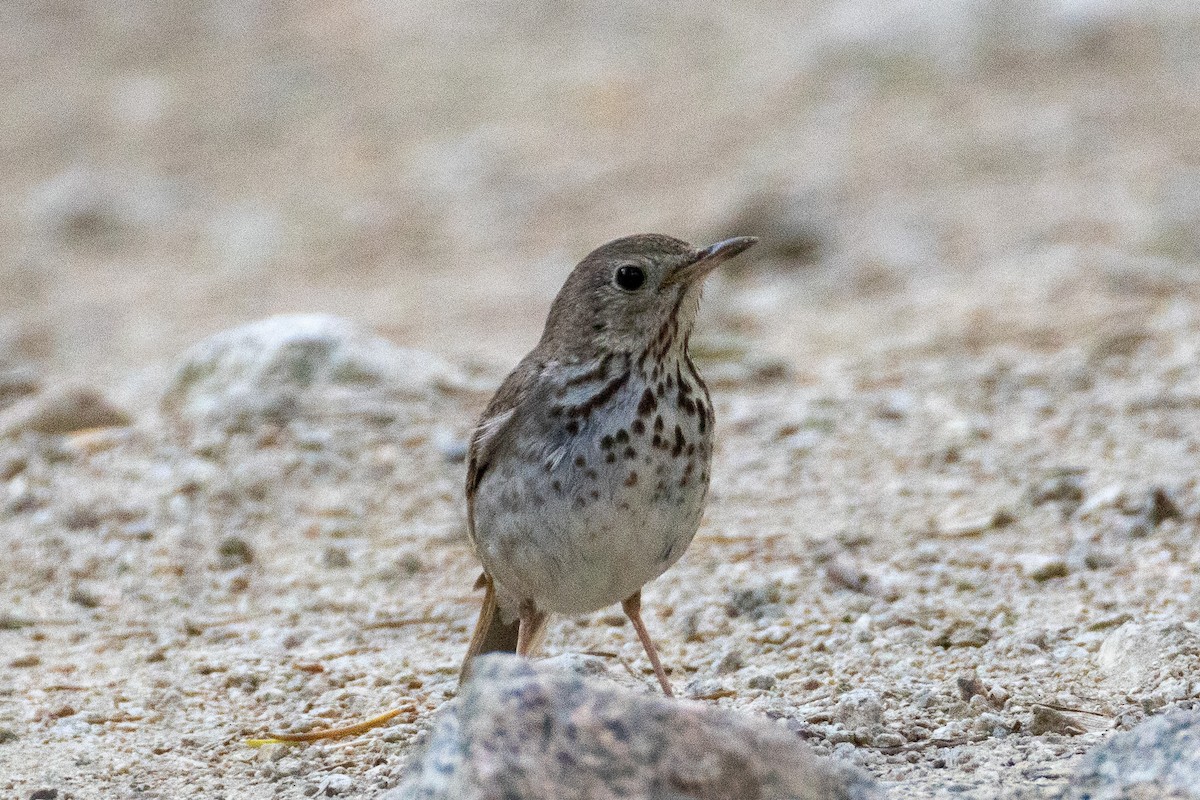 Hermit Thrush - ML638906612