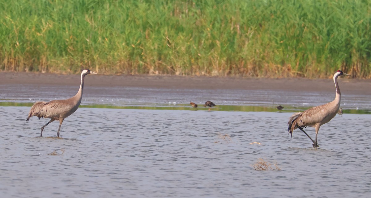 Common Crane - ML638906617