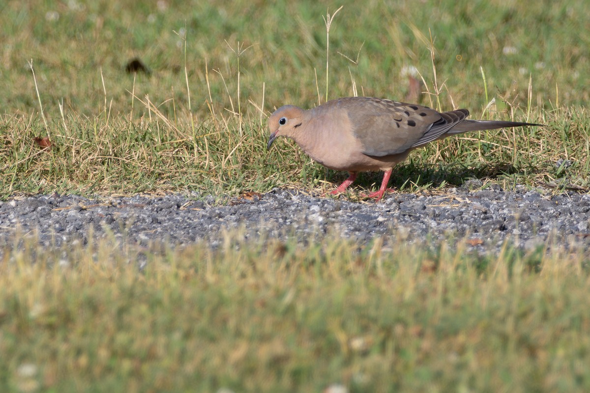 Mourning Dove - ML638906618