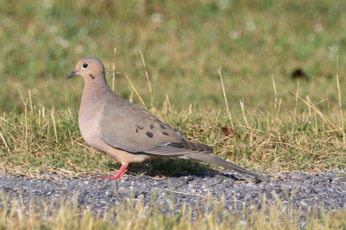 Mourning Dove - ML638906619