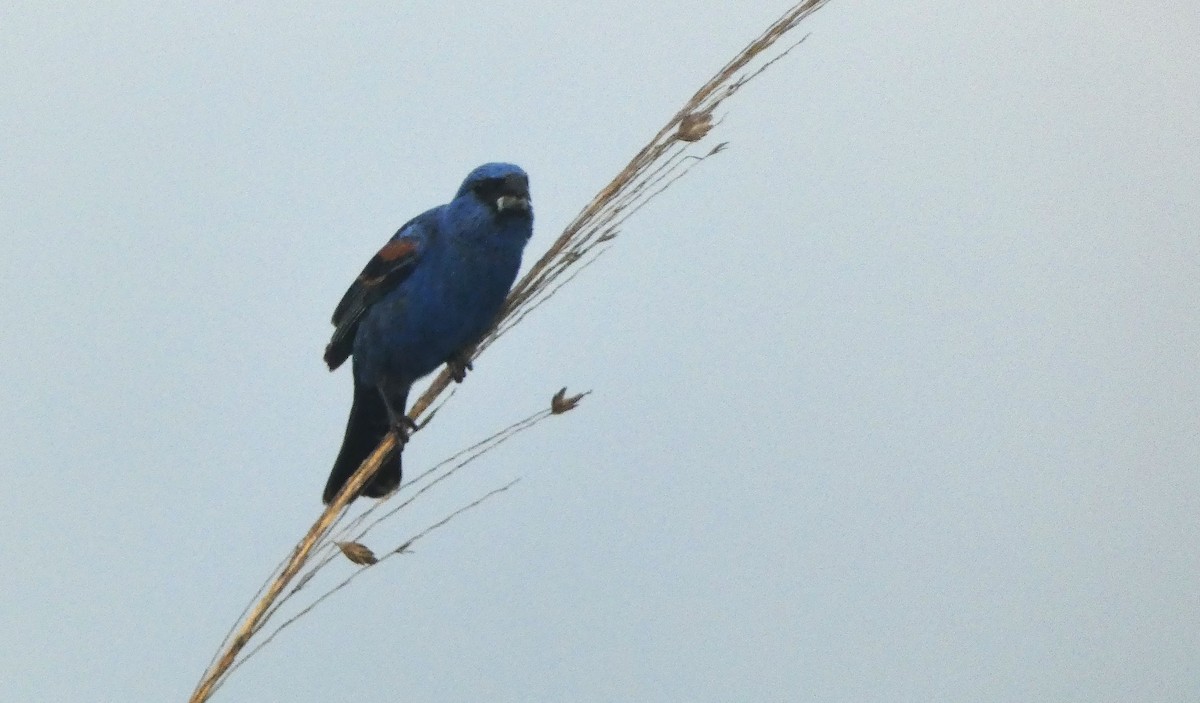 Blue Grosbeak - ML638906621