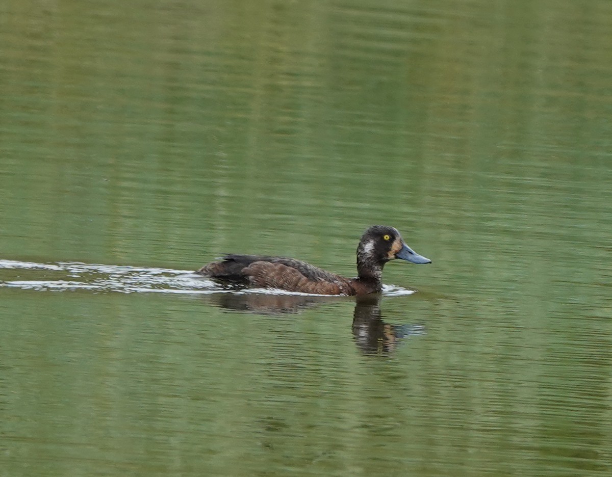 Greater Scaup - ML638906637