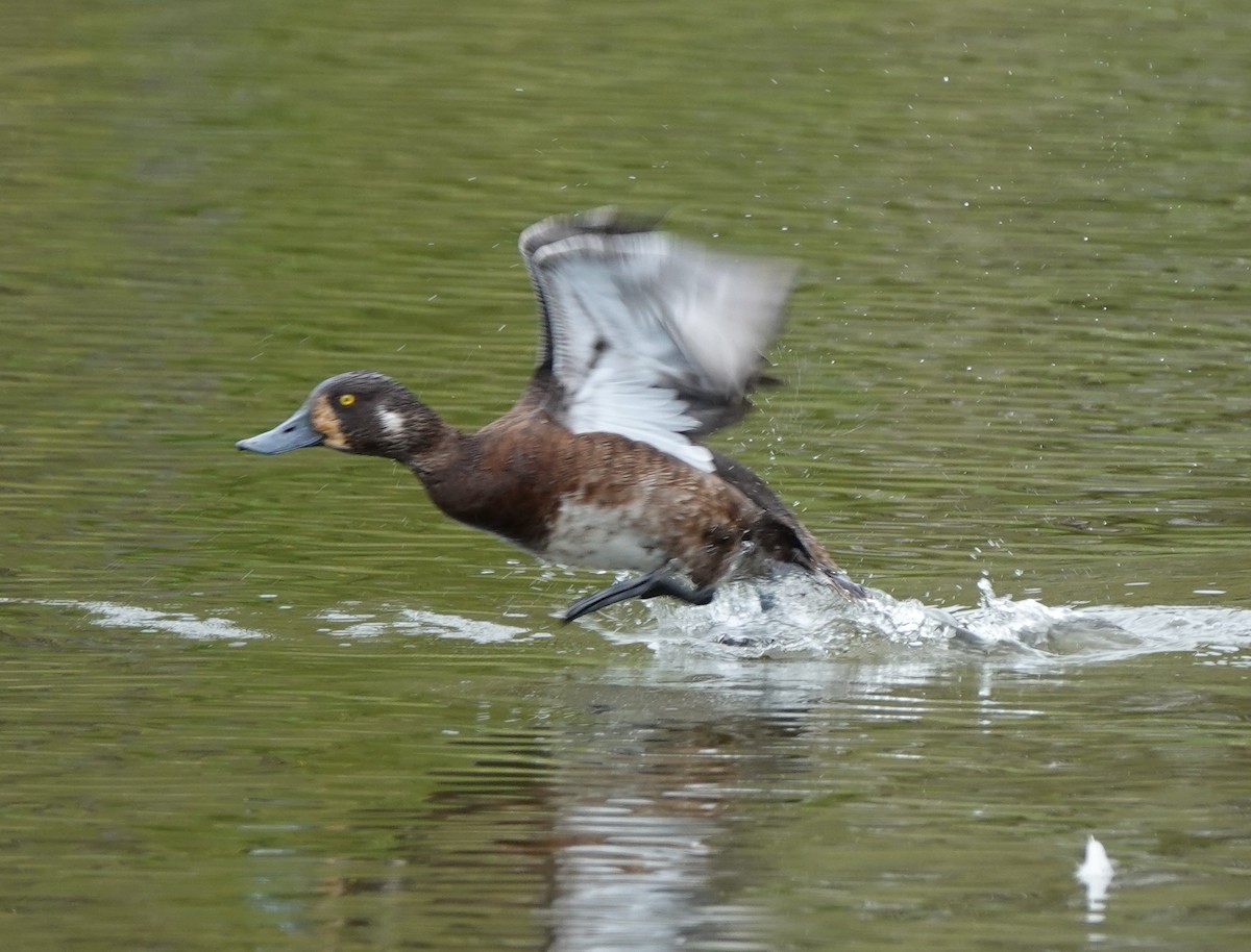 Greater Scaup - ML638906640