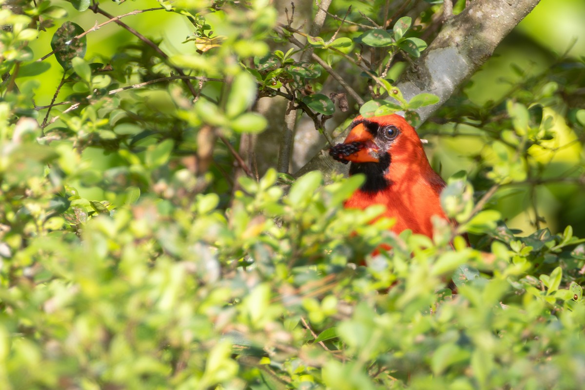 Northern Cardinal - ML638906641