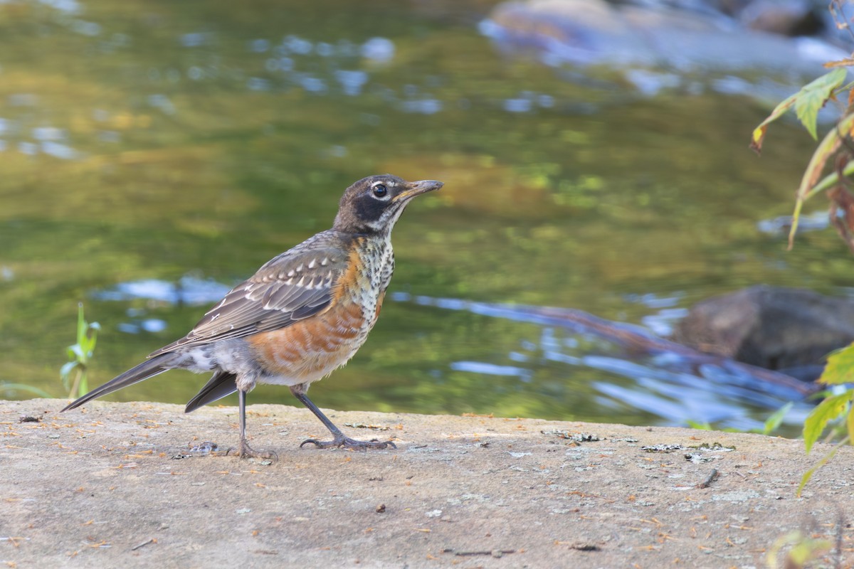American Robin - ML638906644