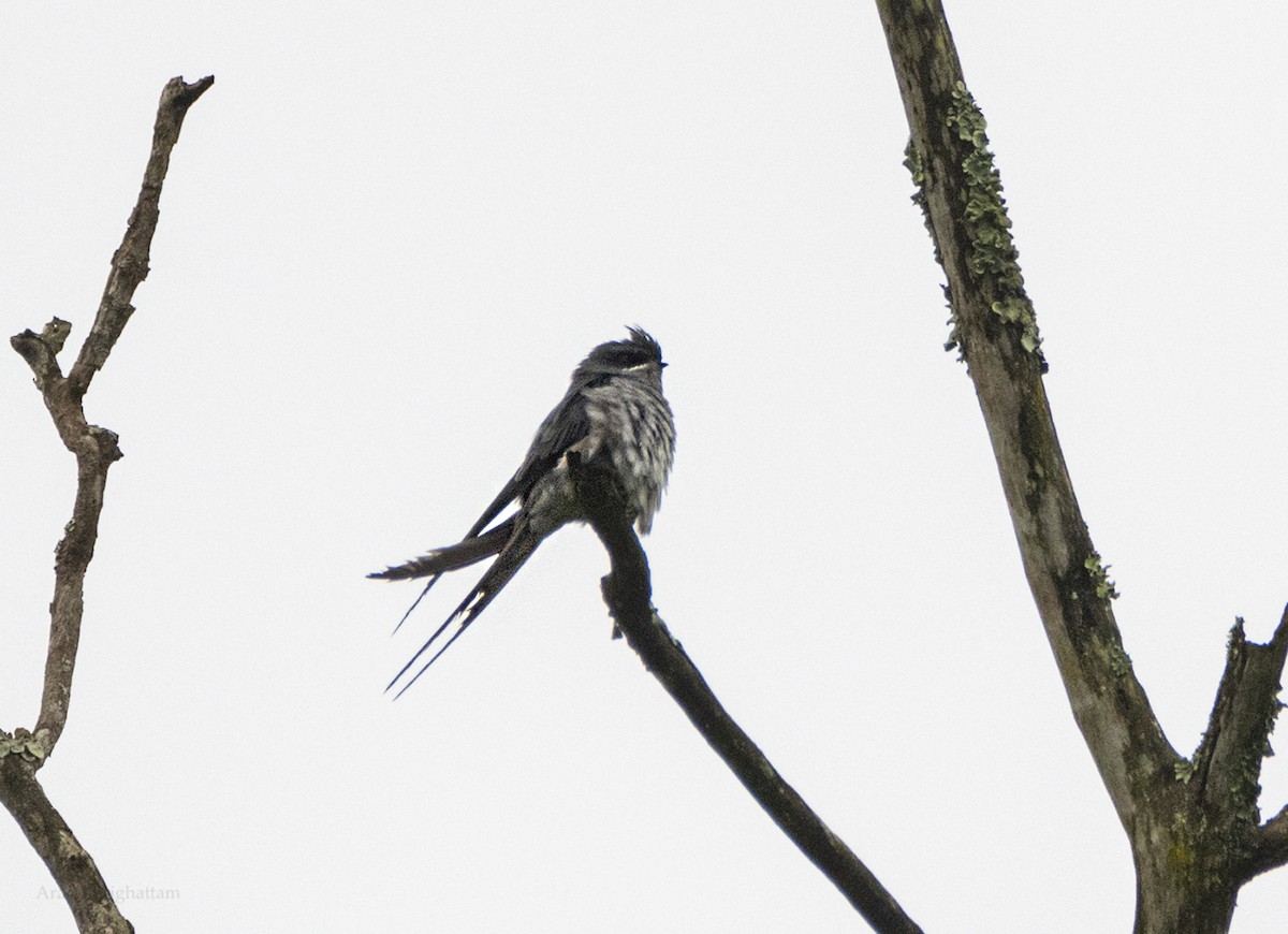 Crested Treeswift - ML638906671