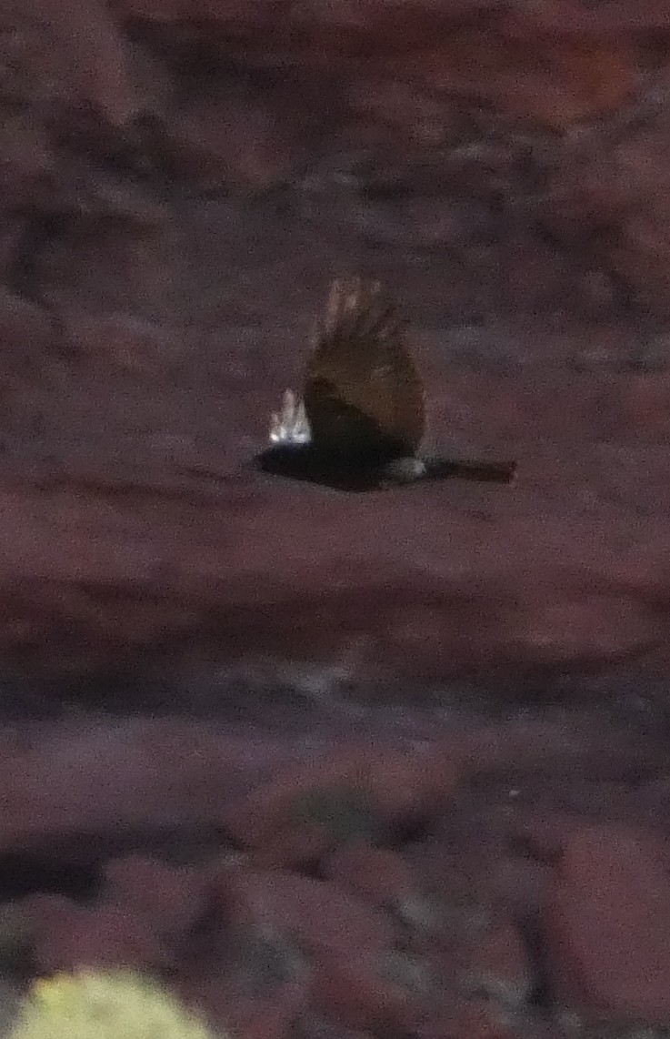Turkey Vulture - ML638906672