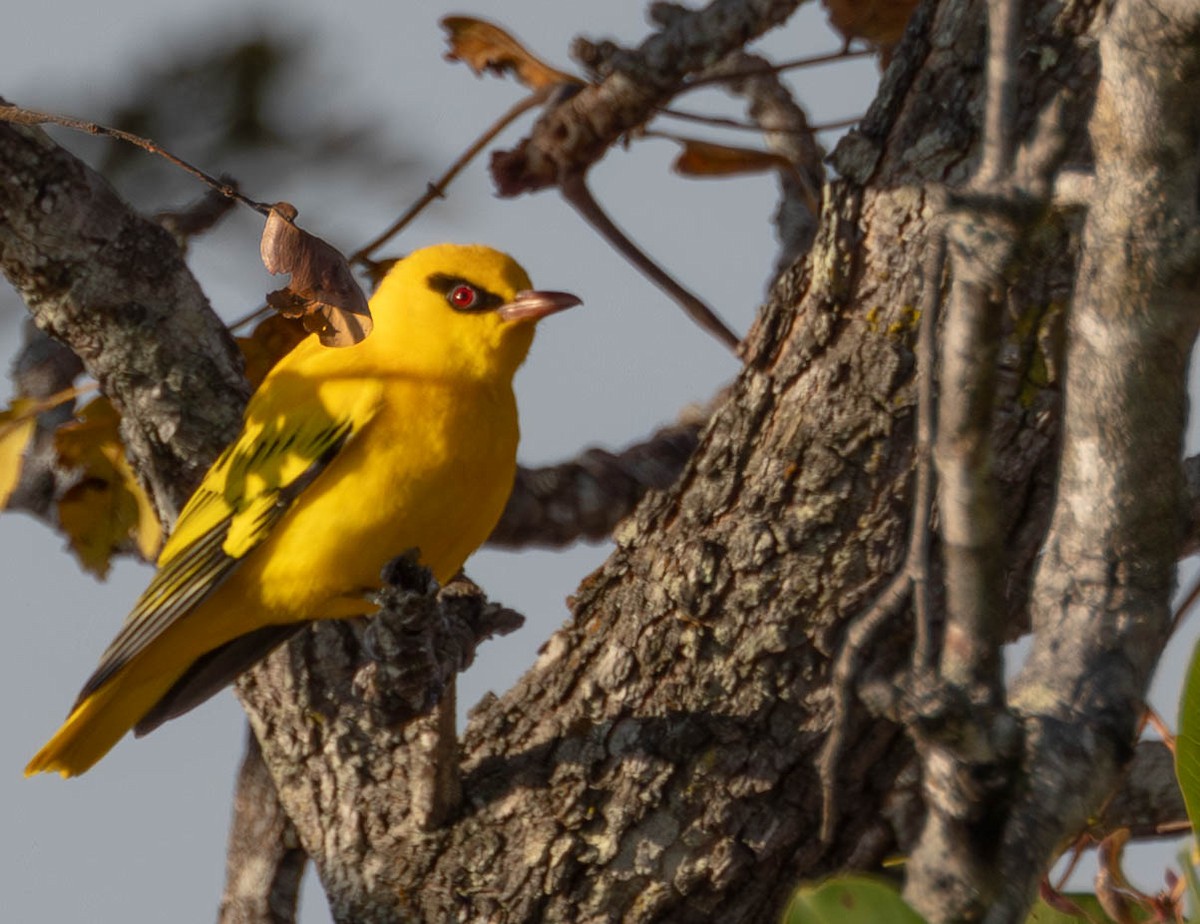 African Golden Oriole - ML638906700
