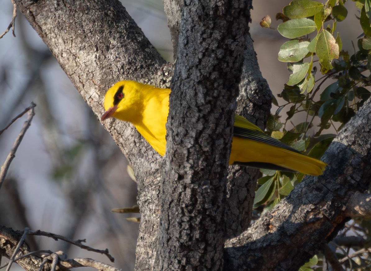 African Golden Oriole - ML638906701