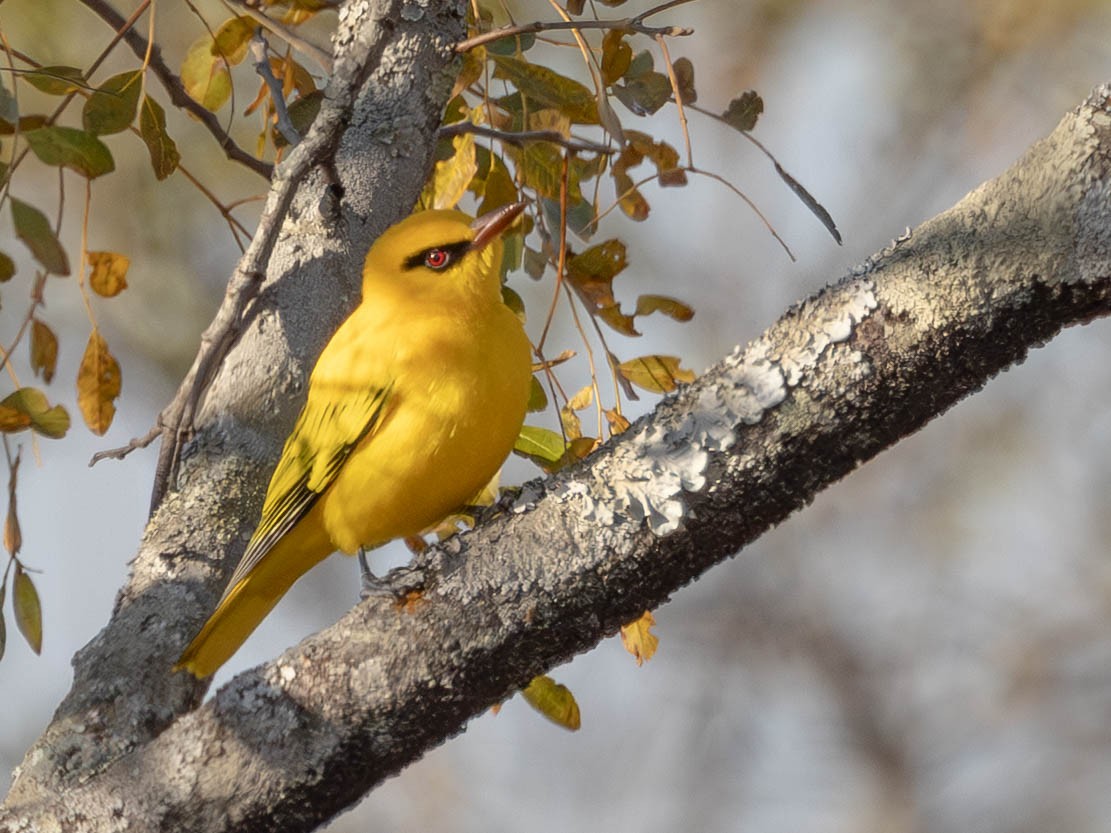 African Golden Oriole - ML638906704