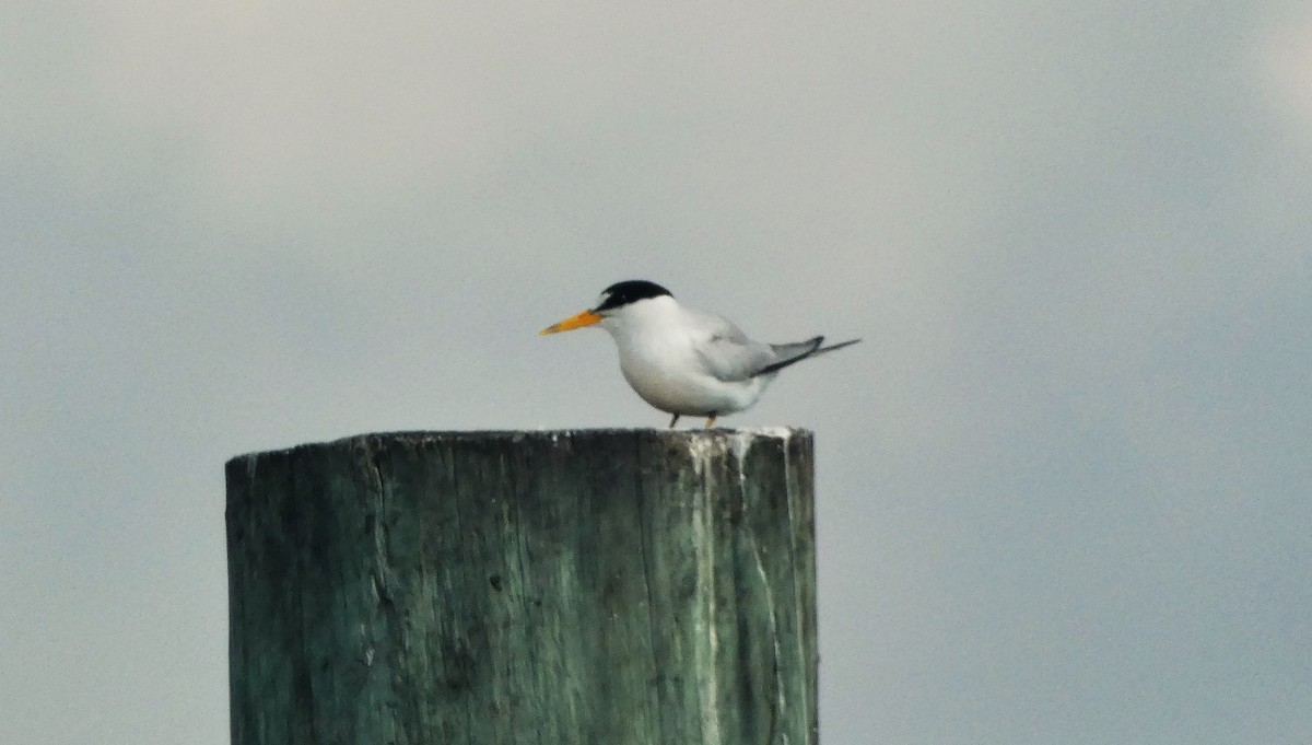 Least Tern - ML638906707