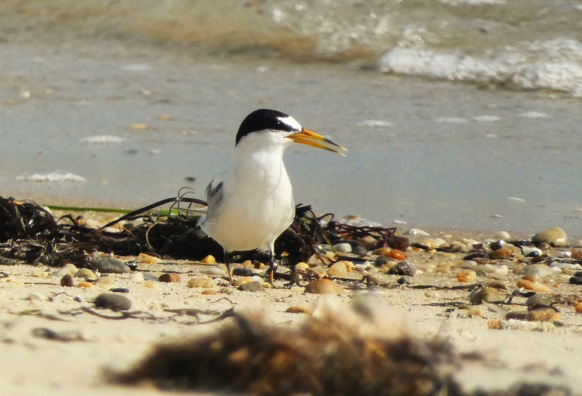 Least Tern - ML638906708