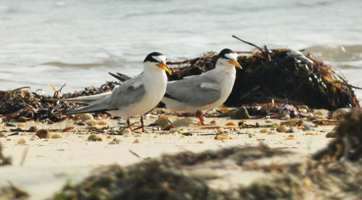 Least Tern - ML638906709