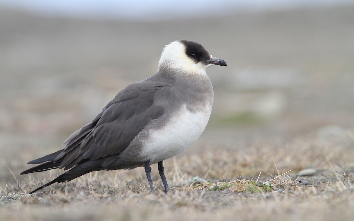 Parasitic Jaeger - ML63890671