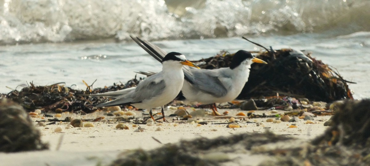 Least Tern - ML638906711