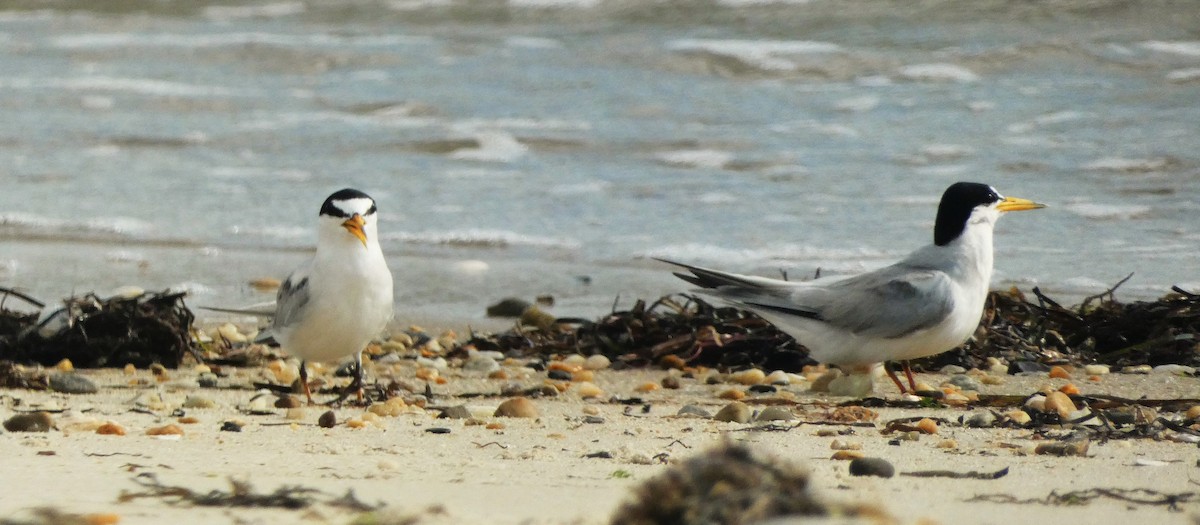 Least Tern - ML638906712