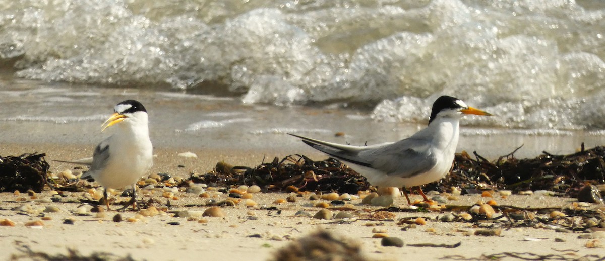 Least Tern - ML638906713