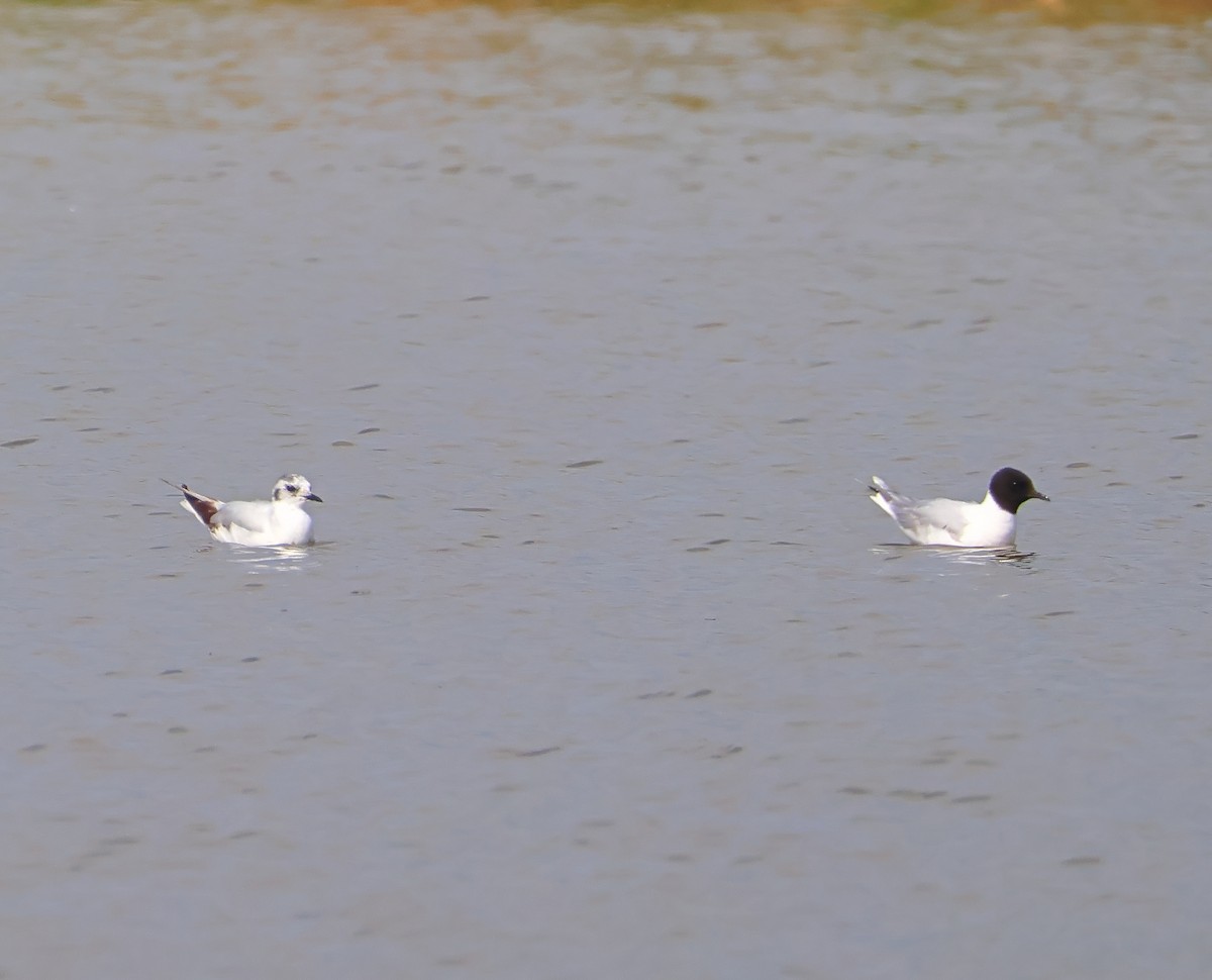 Little Gull - ML638906716