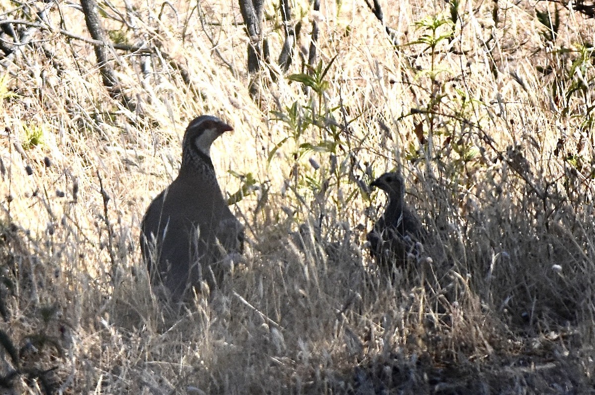 Red-legged Partridge - ML638906781