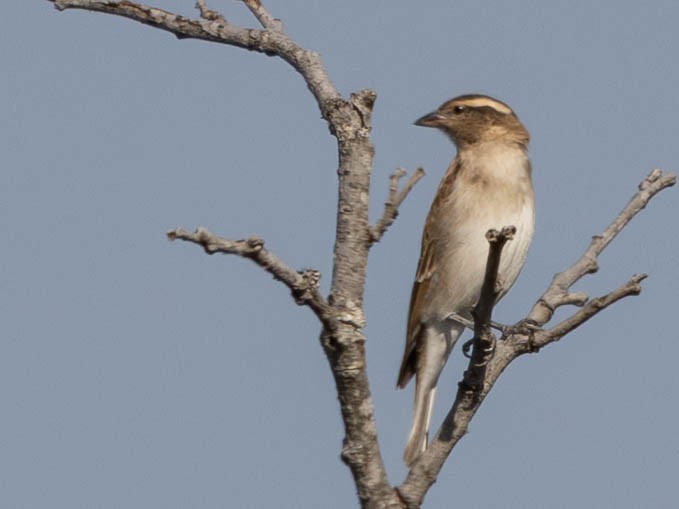 Yellow-throated Bush Sparrow - ML638906787