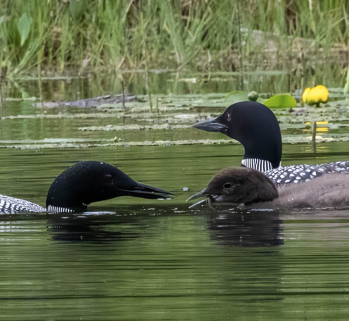 Common Loon - ML638906800