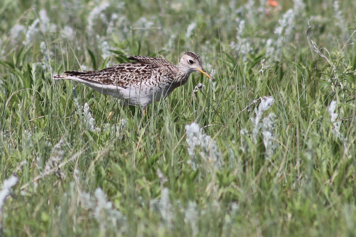 Upland Sandpiper - ML638906805