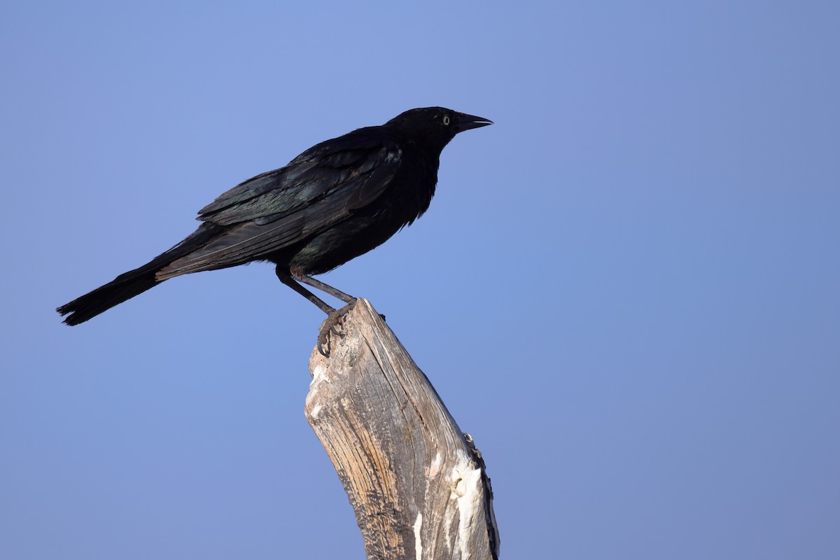Brewer's Blackbird - ML638906809