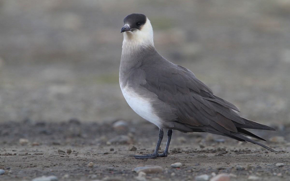 Parasitic Jaeger - ML63890681