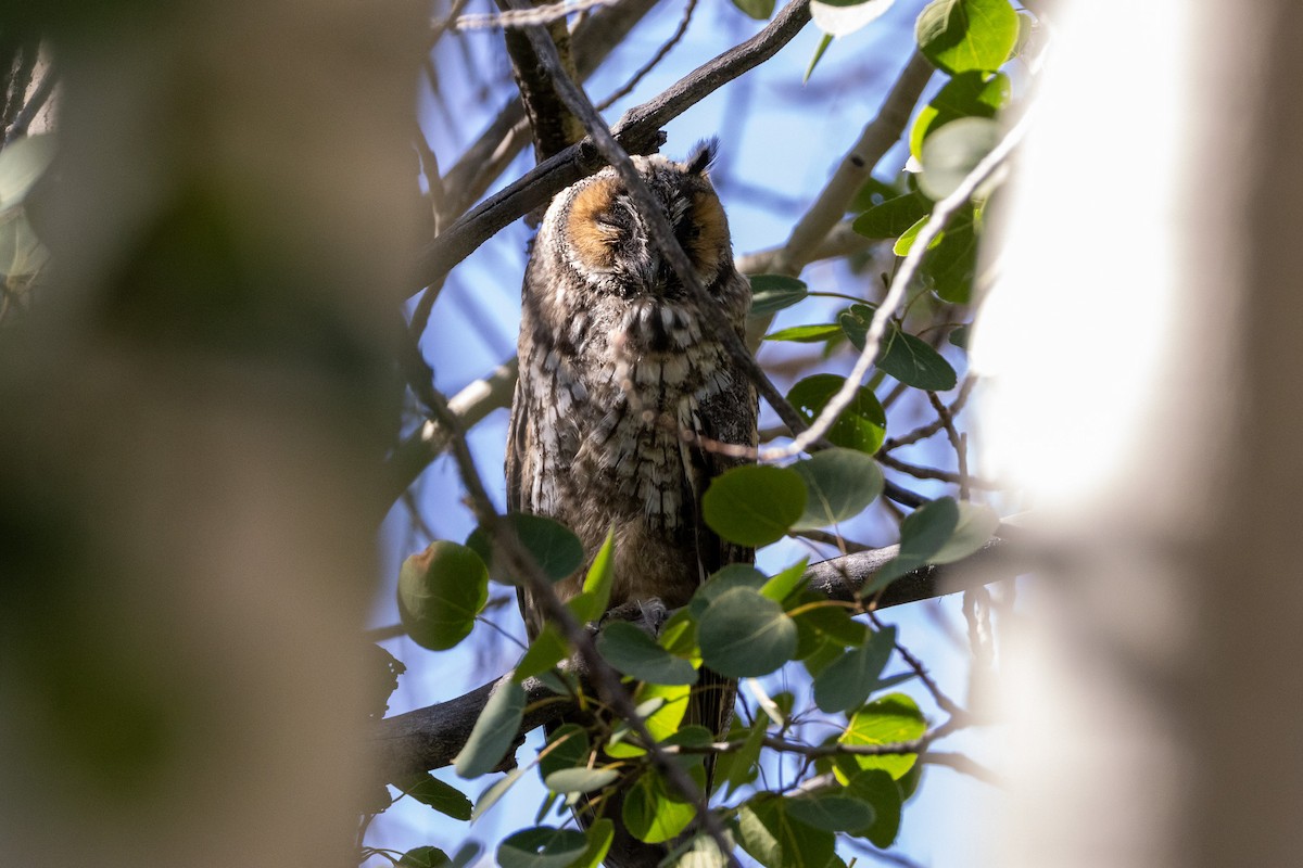 Long-eared Owl - ML638906828