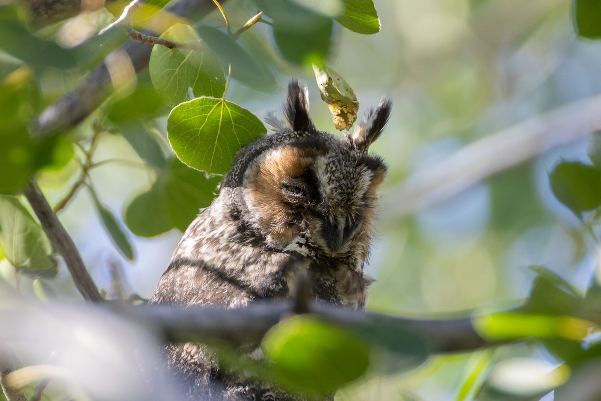 Long-eared Owl - ML638906829