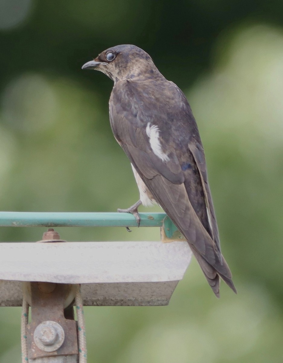 Purple Martin - ML638906857