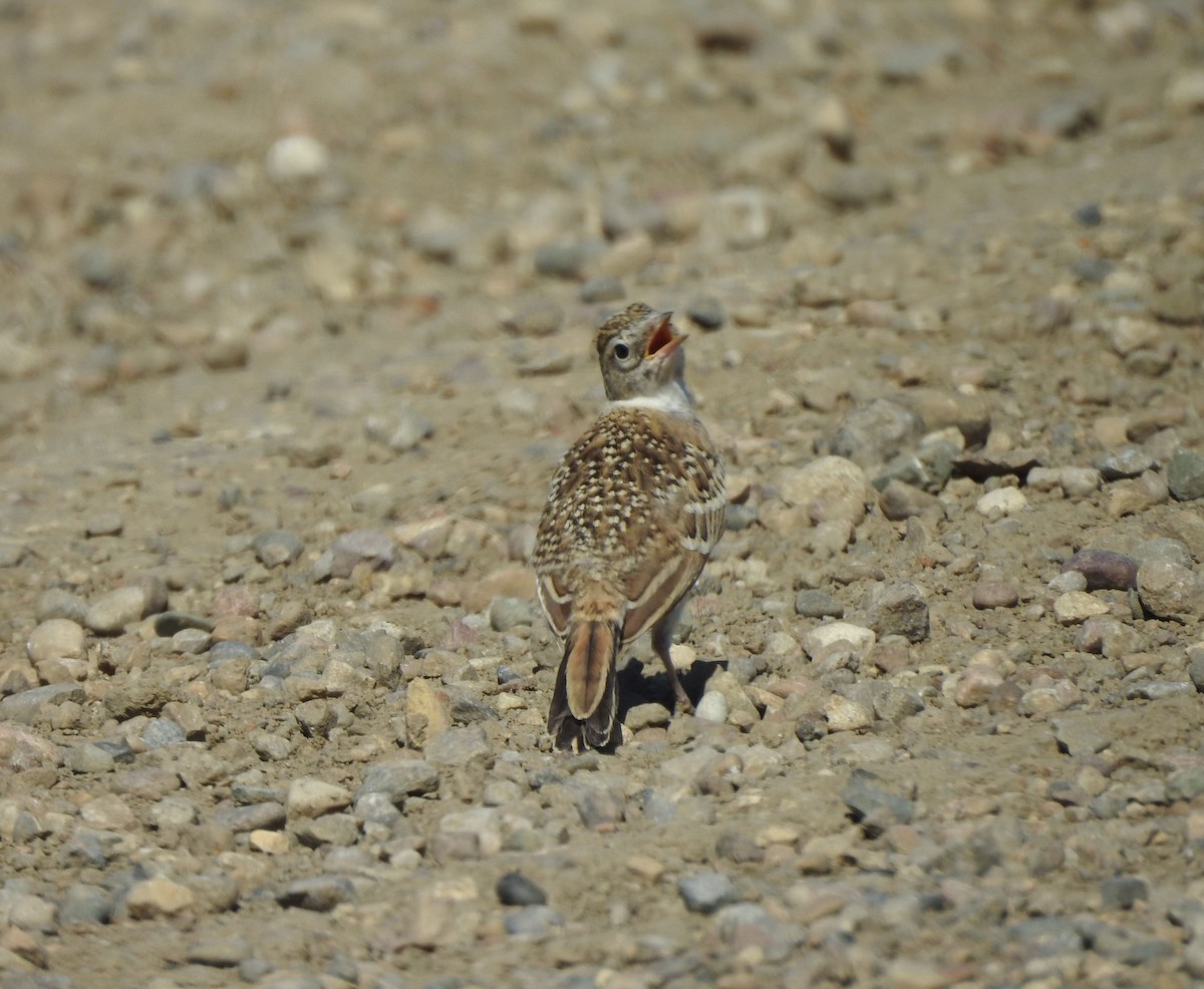 Horned Lark - ML638906869