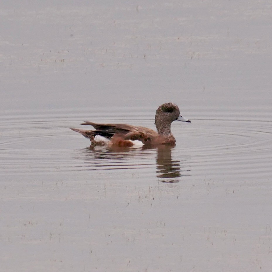 American Wigeon - ML638906876