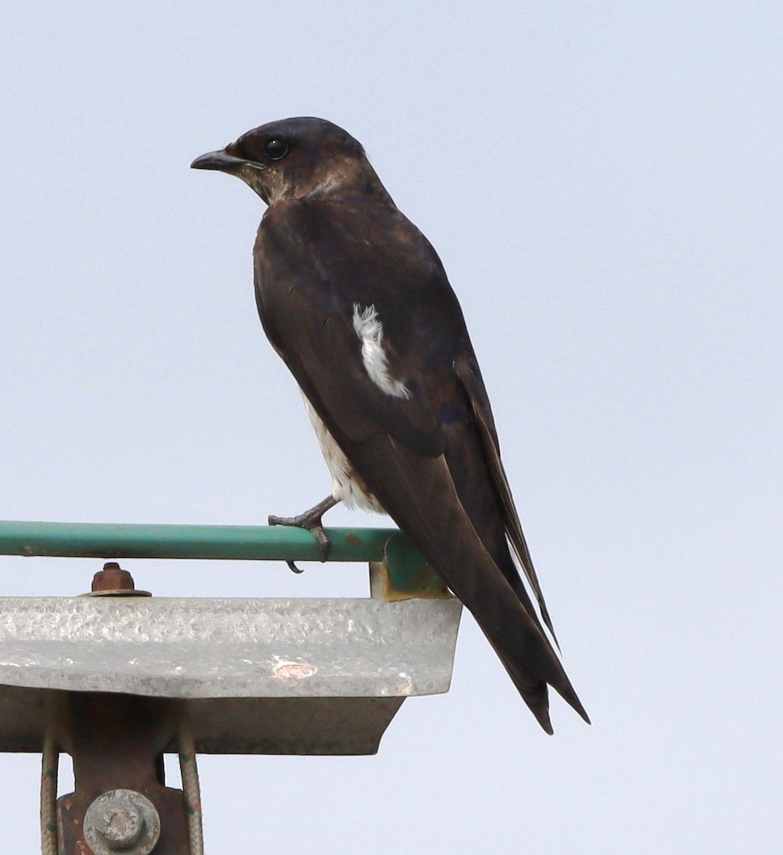 Purple Martin - ML638906878