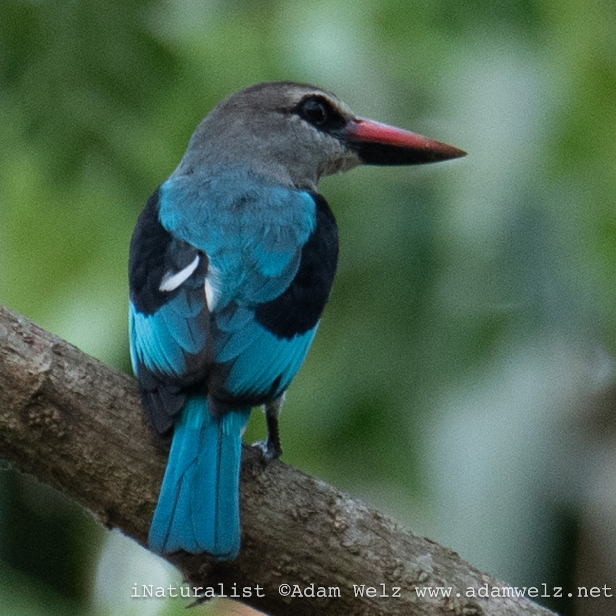 lundisfugl - ML638906879