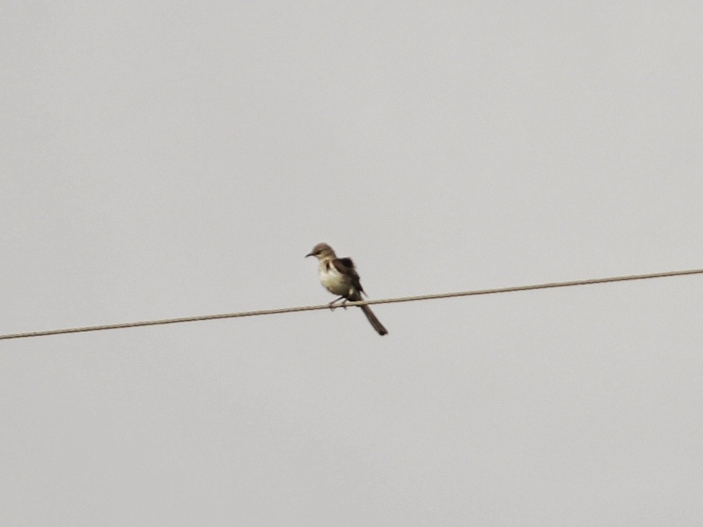Northern Mockingbird - ML638906880