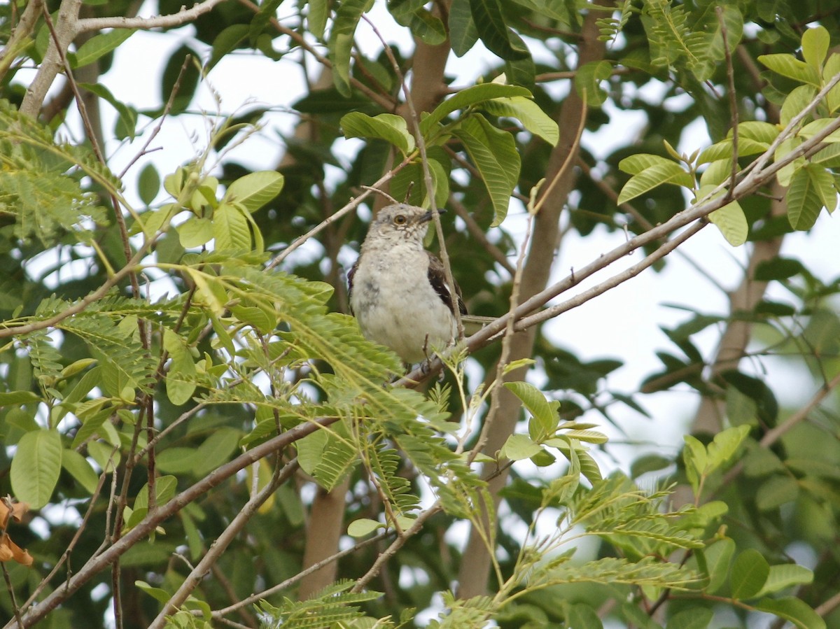 Northern Mockingbird - ML638906882