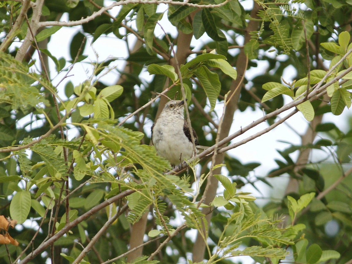 Northern Mockingbird - ML638906883