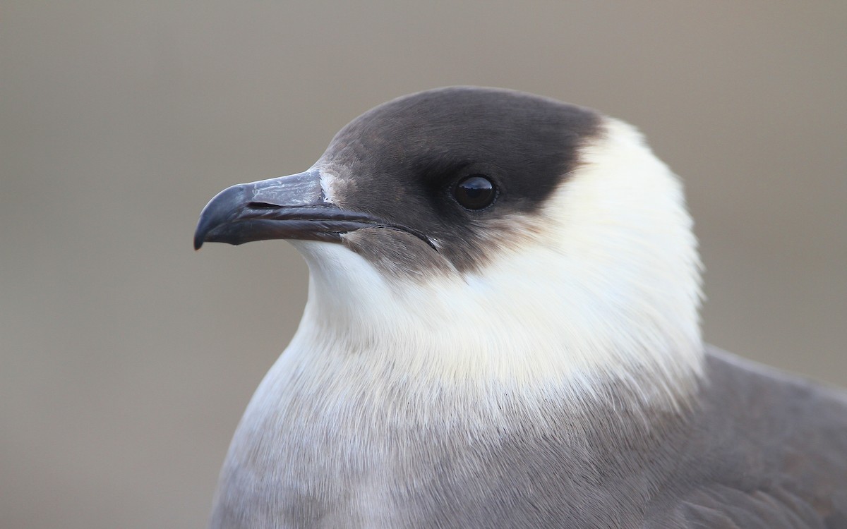 Parasitic Jaeger - ML63890691