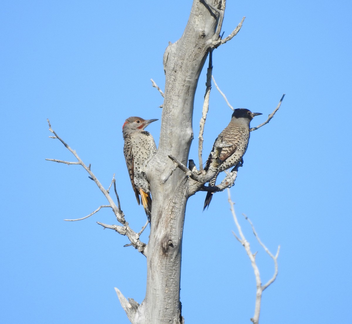Northern Flicker (Yellow-shafted x Red-shafted) - ML638906921