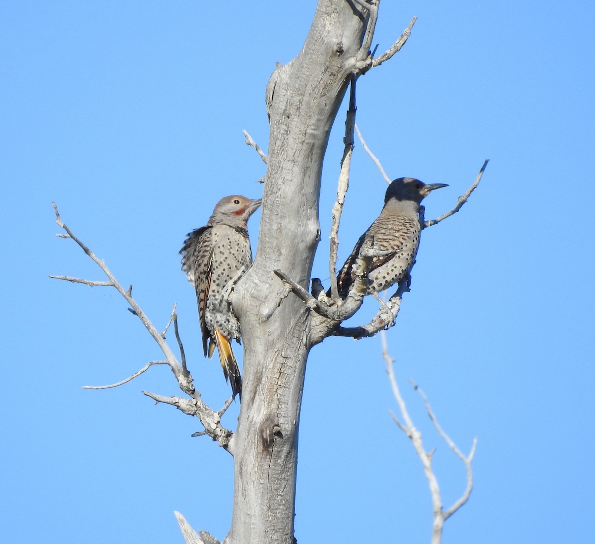 Northern Flicker (Yellow-shafted x Red-shafted) - ML638906922