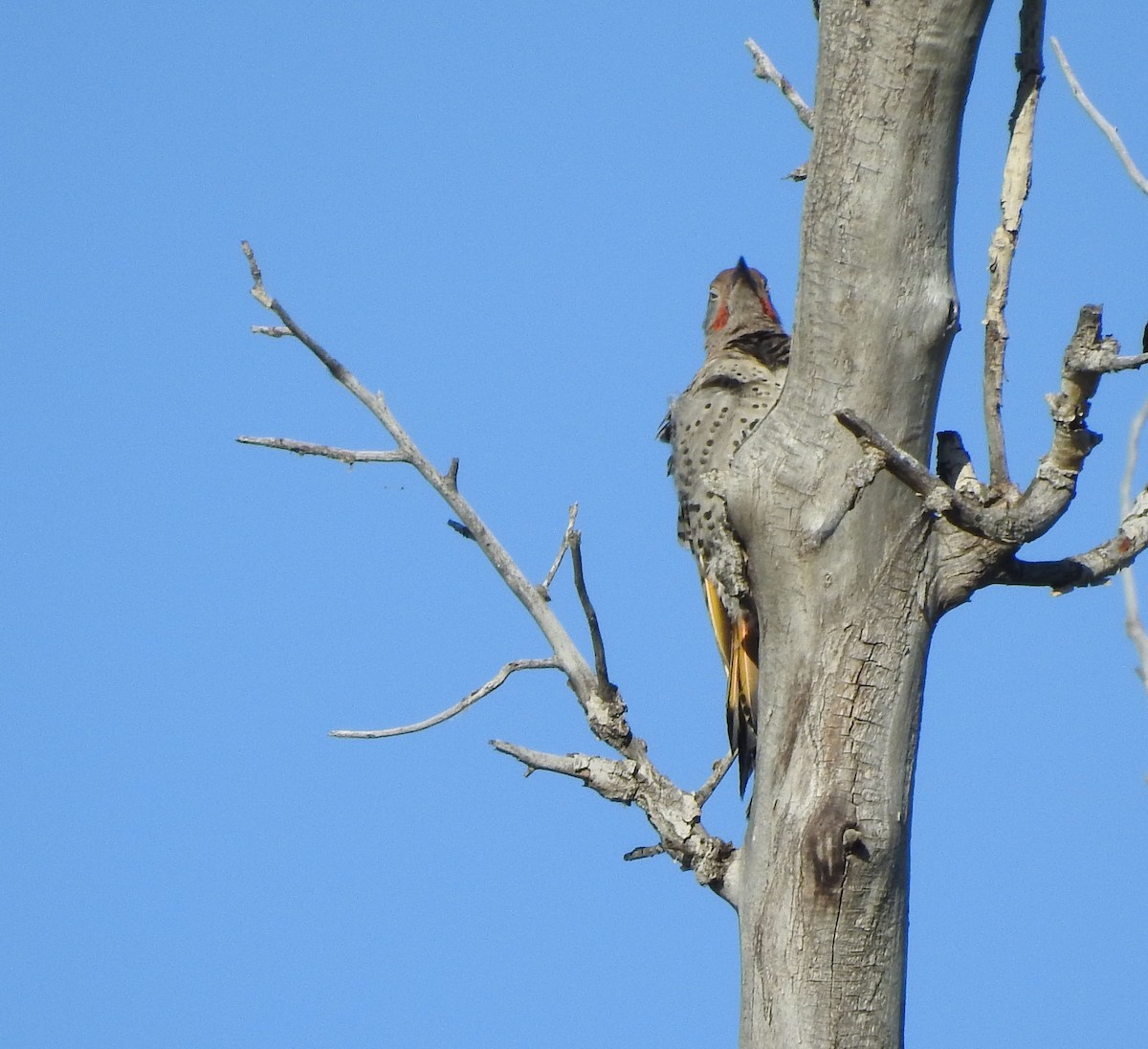 Northern Flicker (Yellow-shafted x Red-shafted) - ML638906923