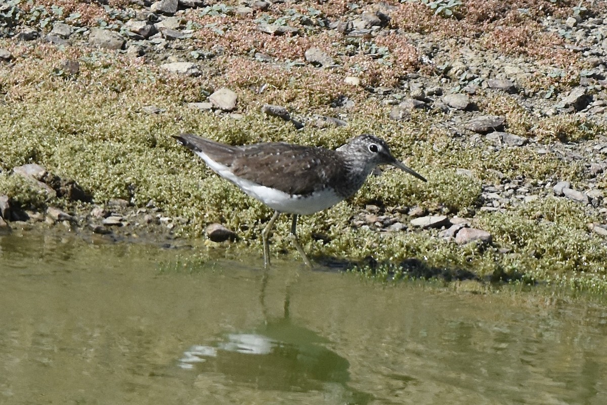Green Sandpiper - ML638906937