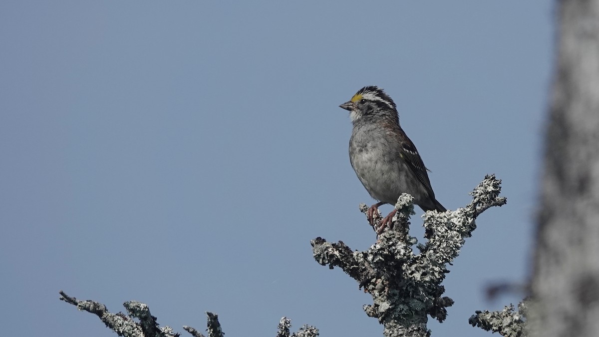 White-throated Sparrow - ML638906959