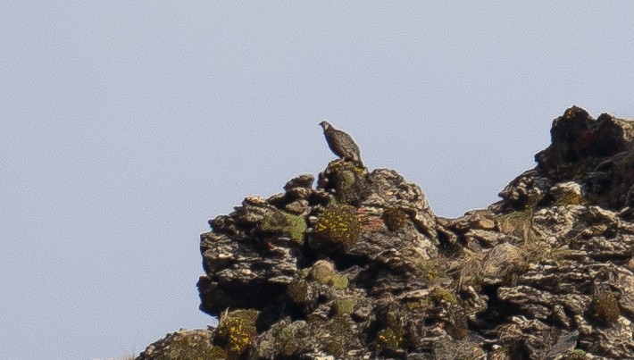 kaukasushøne - ML638906996