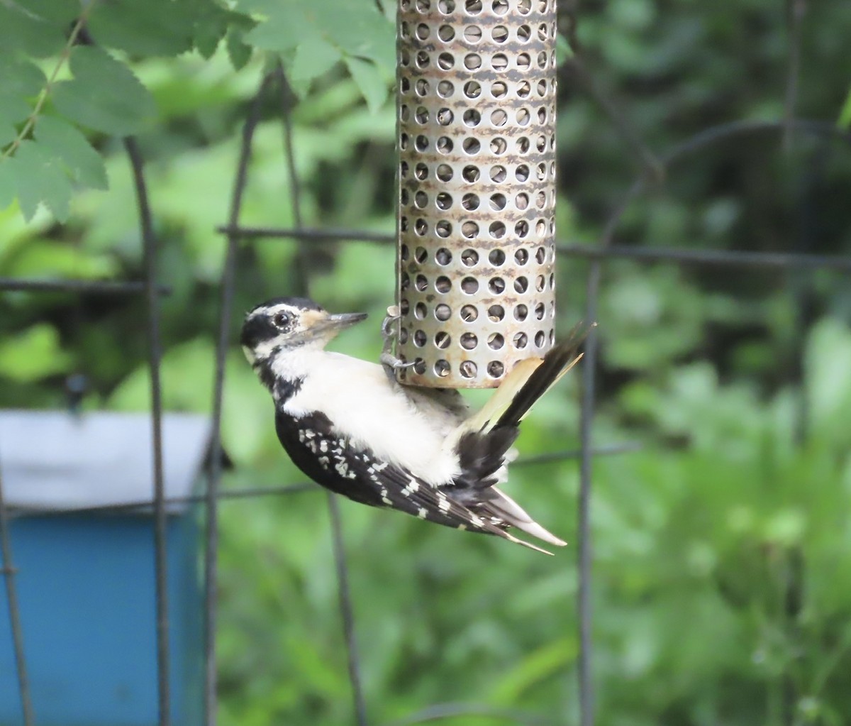 Downy Woodpecker - ML638906997