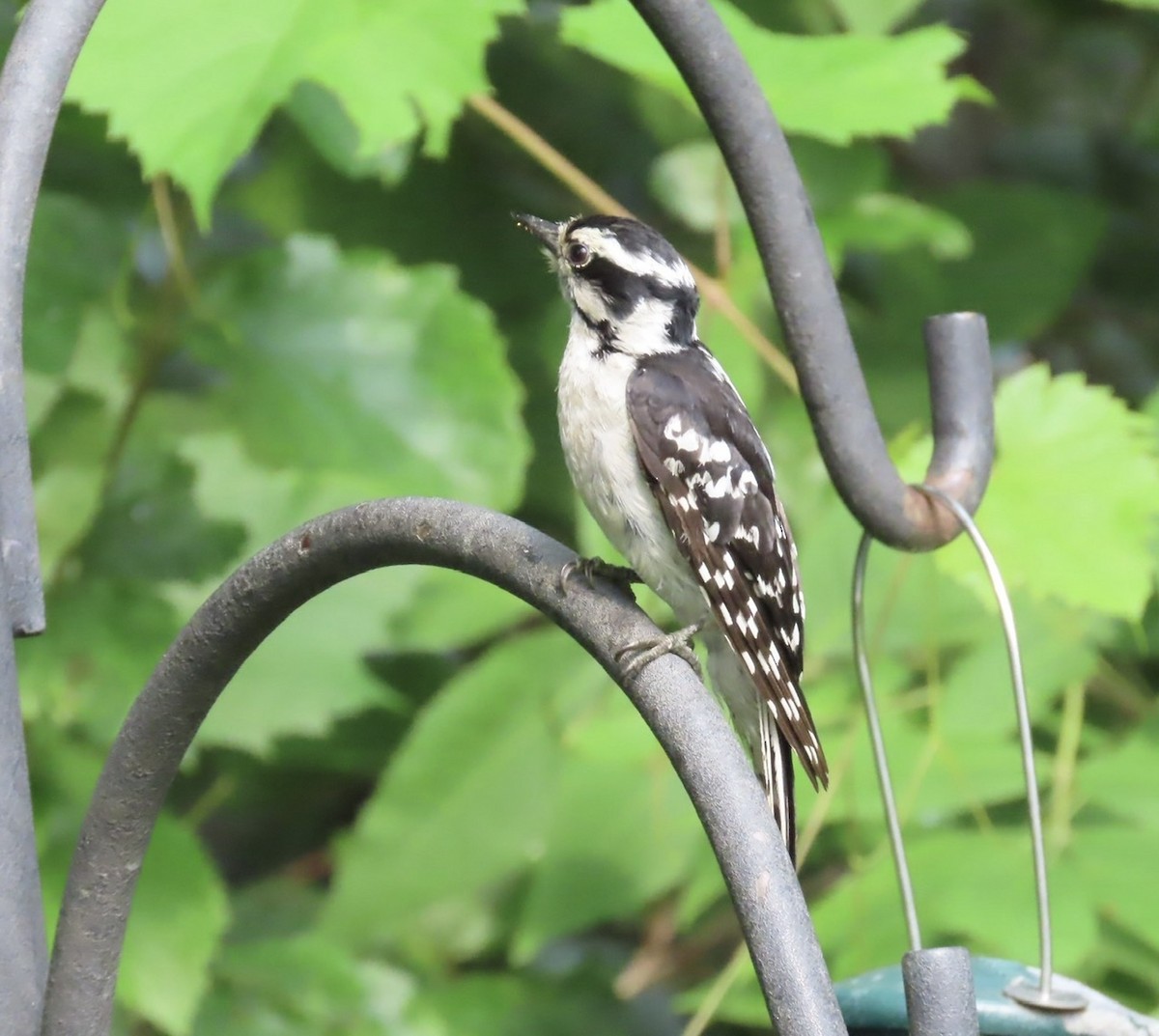 Downy Woodpecker - ML638906998