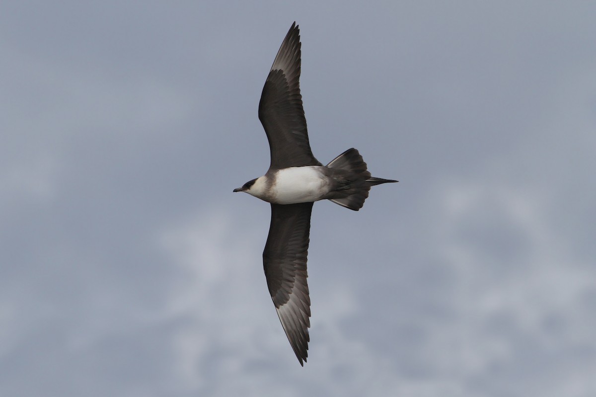 Parasitic Jaeger - ML63890701