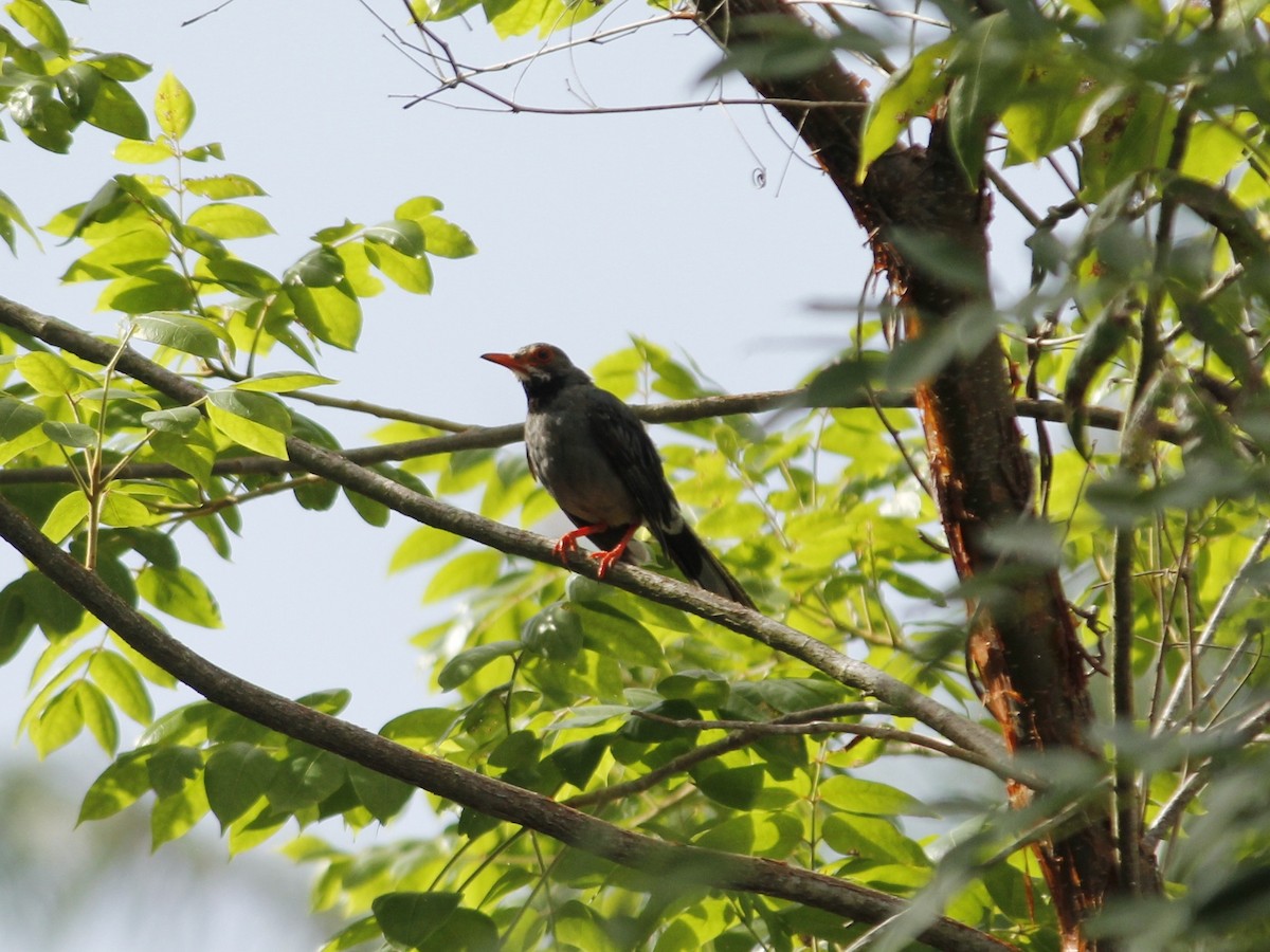 Red-legged Thrush - ML638907011