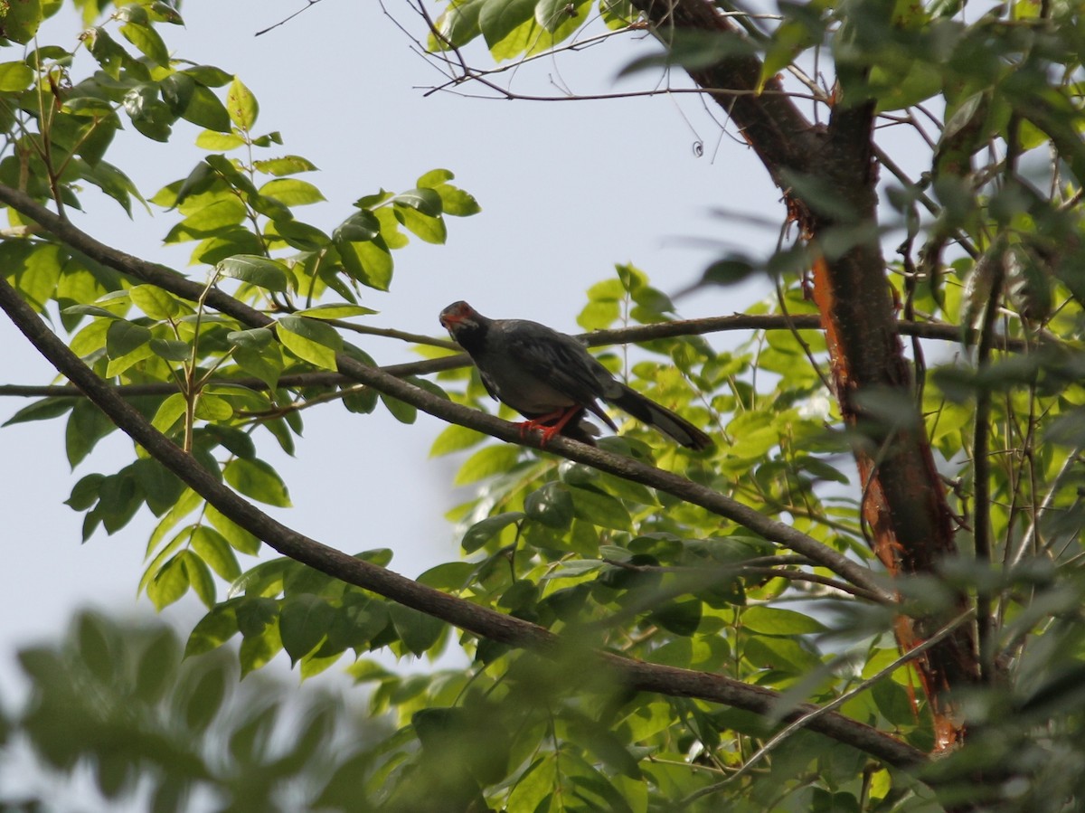 Red-legged Thrush - ML638907016